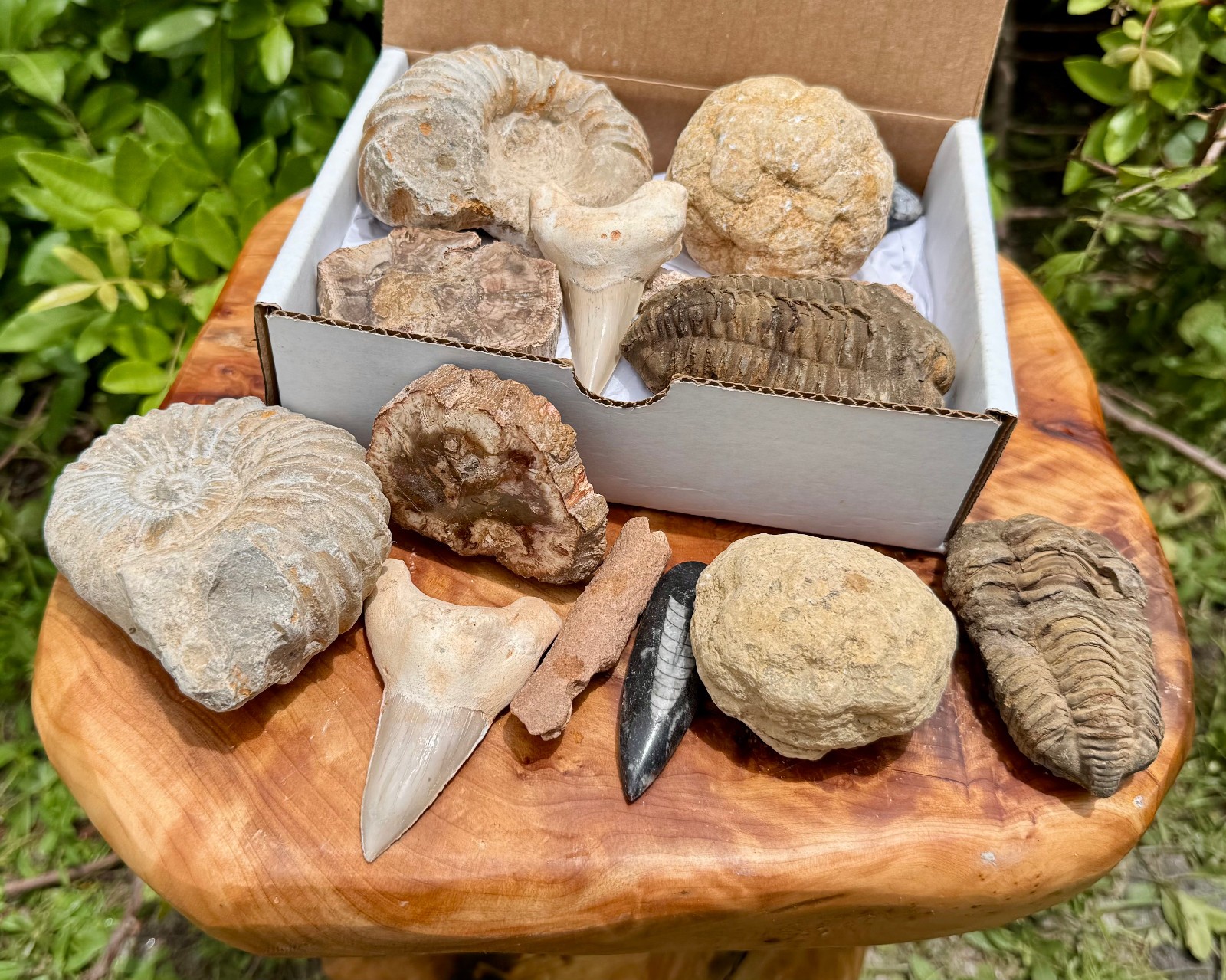 Fossil & Mineral Gift Box - Ammonite, Trilobite, Shark Tooth, Fulgurite & More!