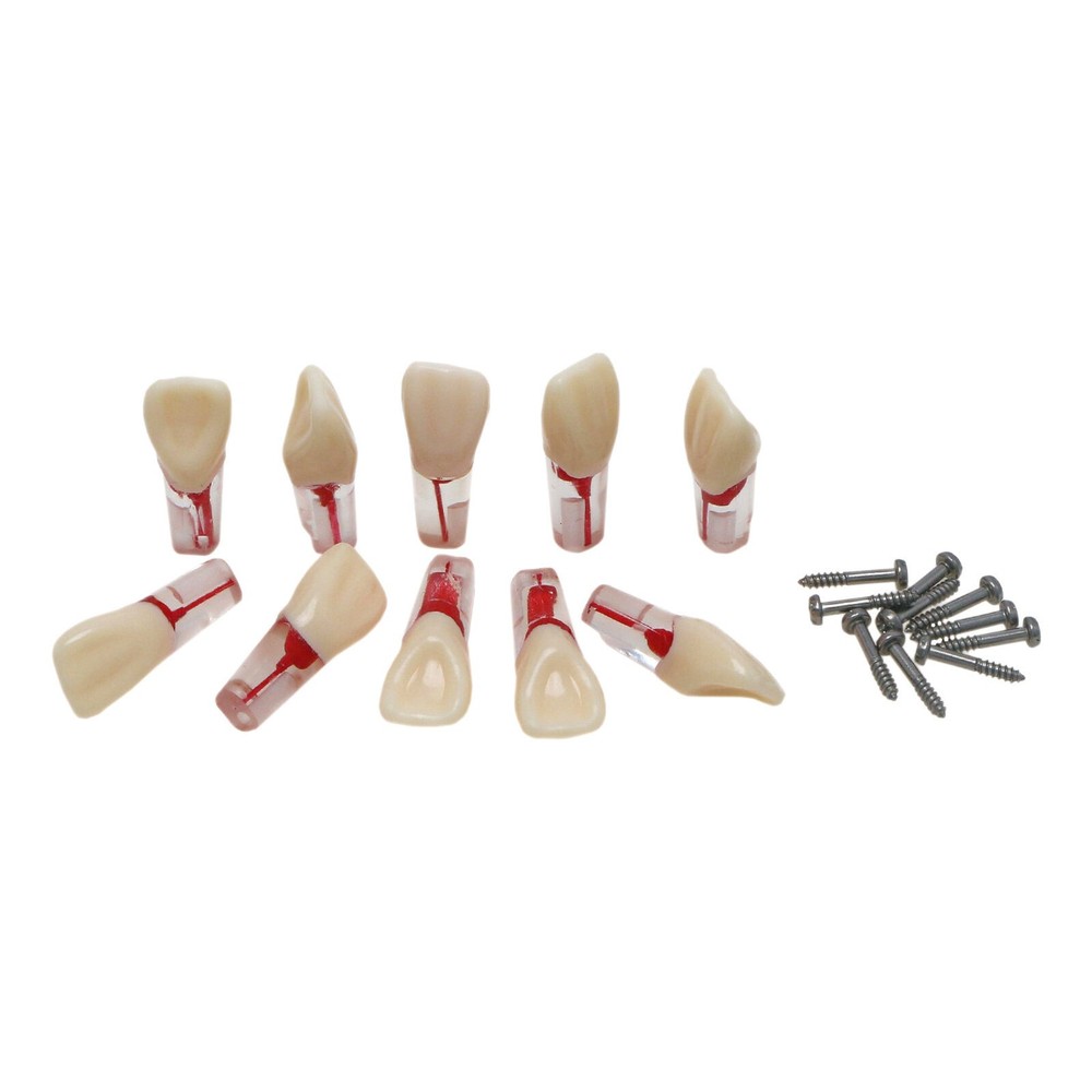 10 Dental Endo Root Canal Teeth Model RCT Study Practice Training Typodont Molar