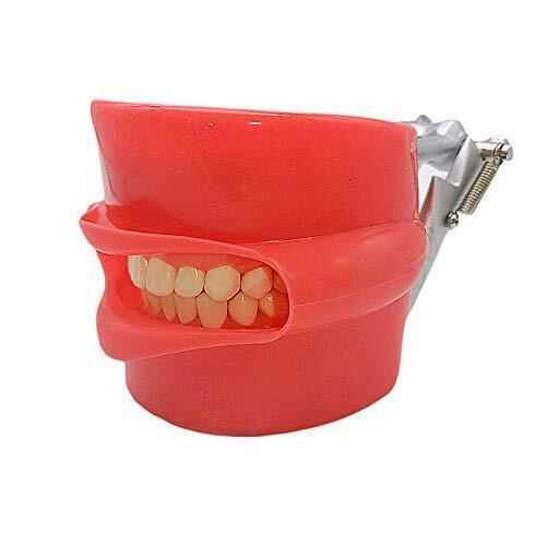 Dental Simulator Manikin Phantom Head Training Model Fix on Chair Unit Headrest