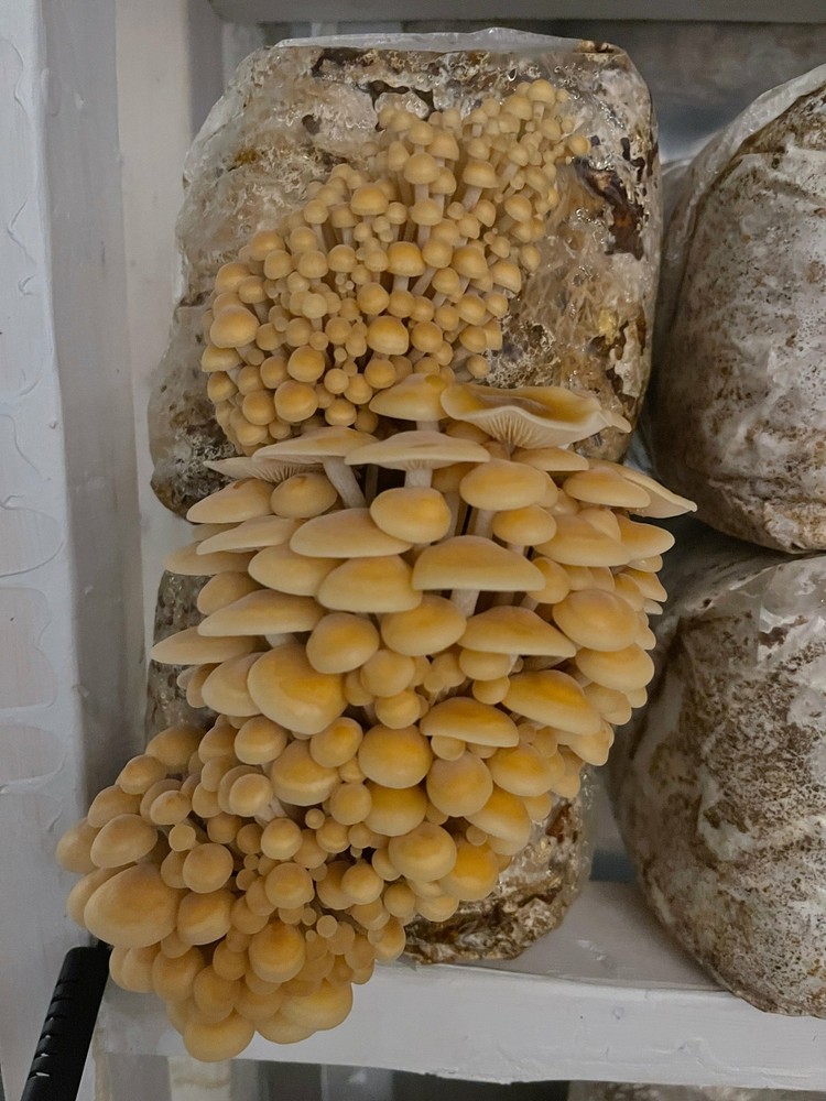 2lbs Master Grain Spawn