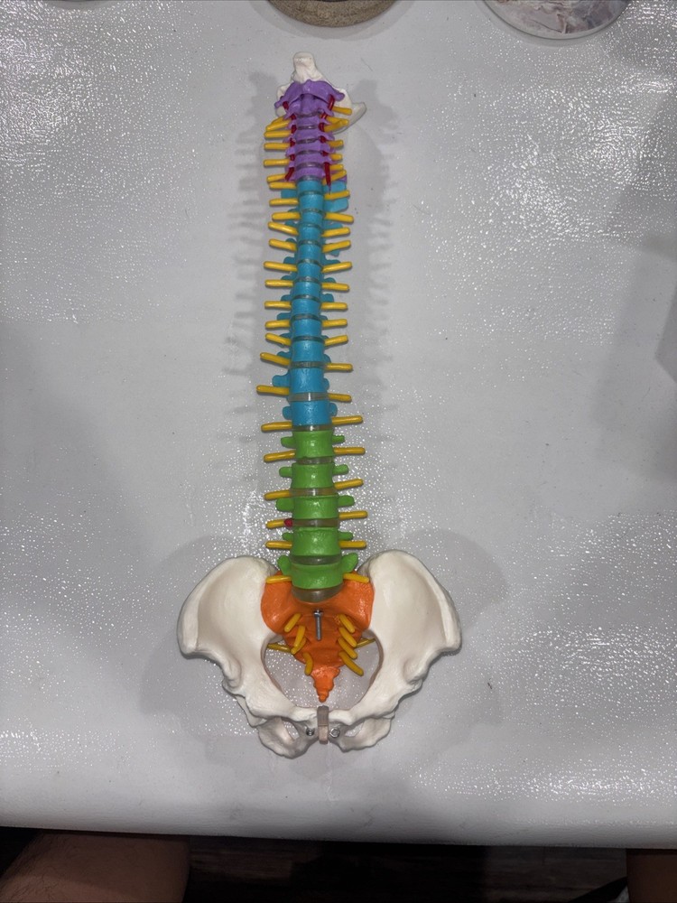 Human Spine Model Skeleton Model Anatomical Model