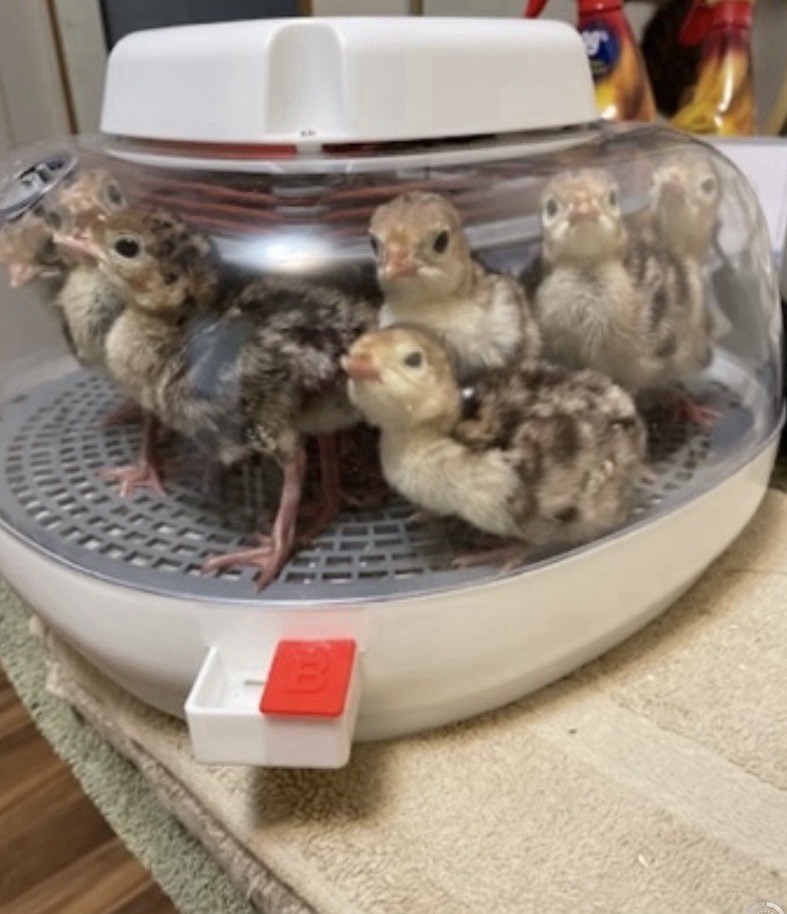 6 RIO GRANDE TURKEY EGGS