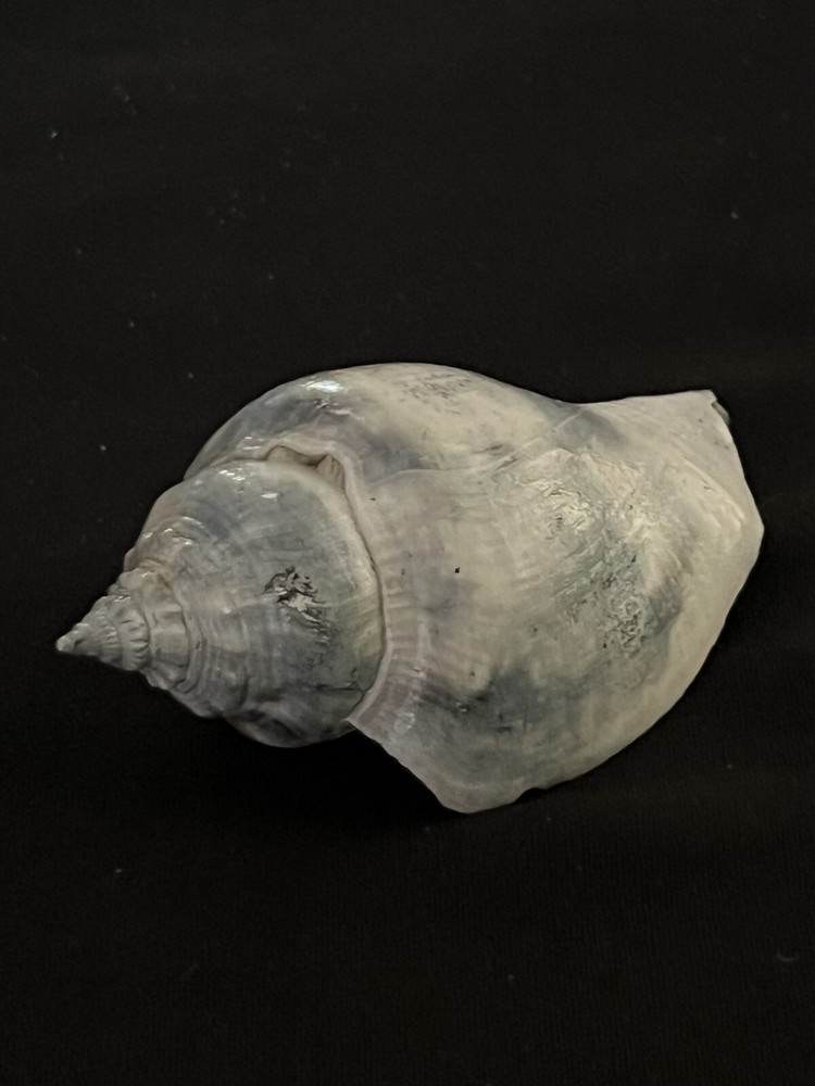 RARE Fossilized FIGHTING CONCH Shell From Central Florida.