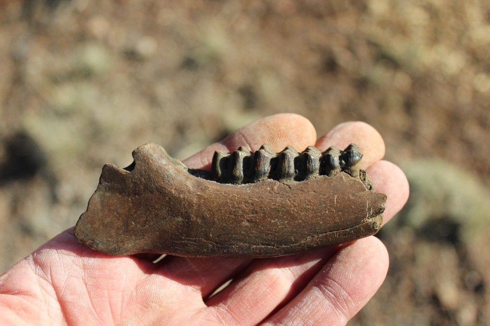 FOSSIL Partial Deer Jaw ( Small Deer?) - Superb Display Specimen - North FL.