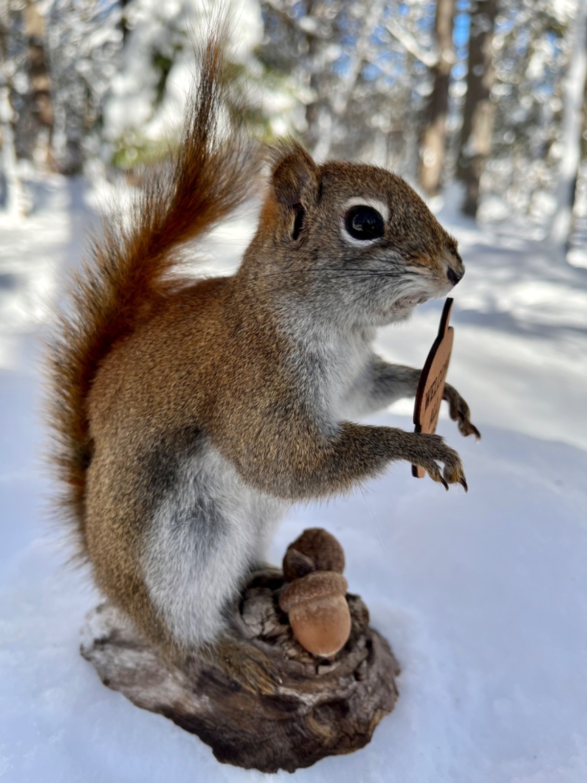 Red Squirrel Taxidermy, Squirrel Taxidermy, Pine Squirrel, Adirondacks, Gift!