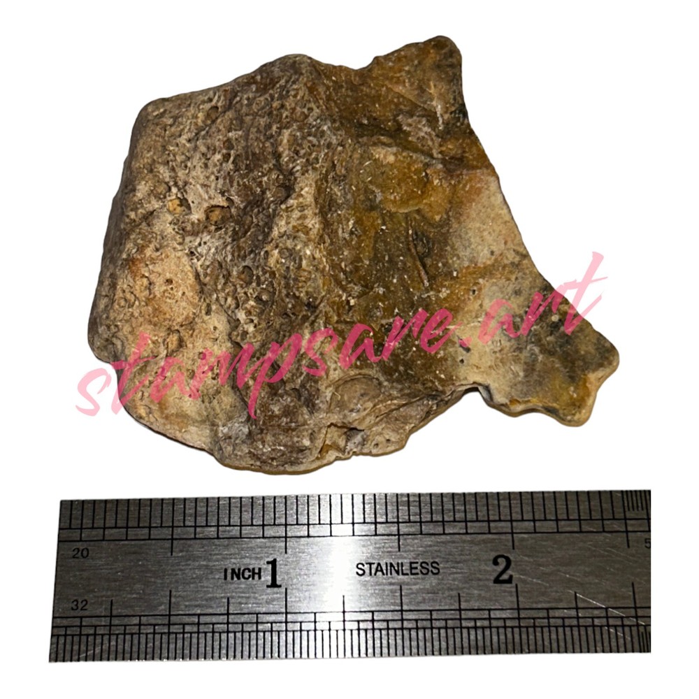 Four Imprint Fossils