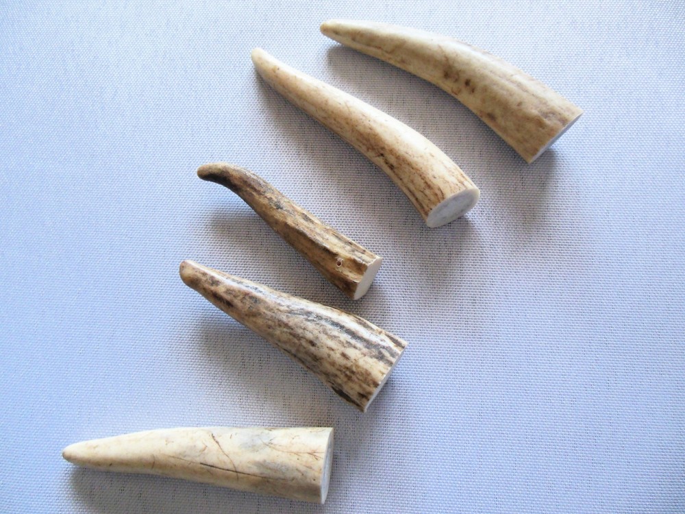 Deer Antler Tips