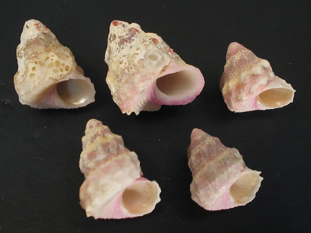 WoW Forms...BOLMA JACQUELINEAE~5pc~Philippine SEASHELL