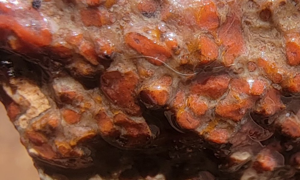 3.06lbs Small Medium agotized Dino Bone Reds