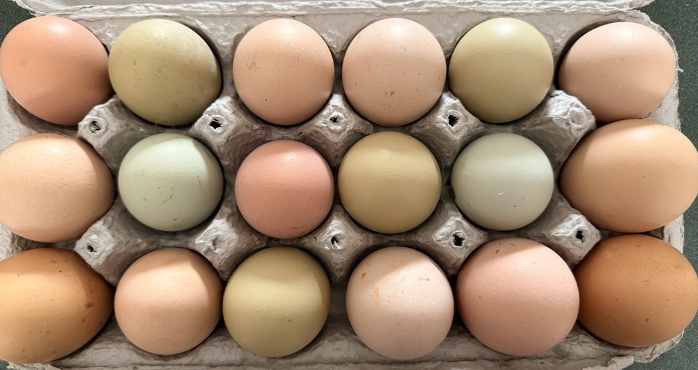 Mixed Color Chicken Hatching Eggs