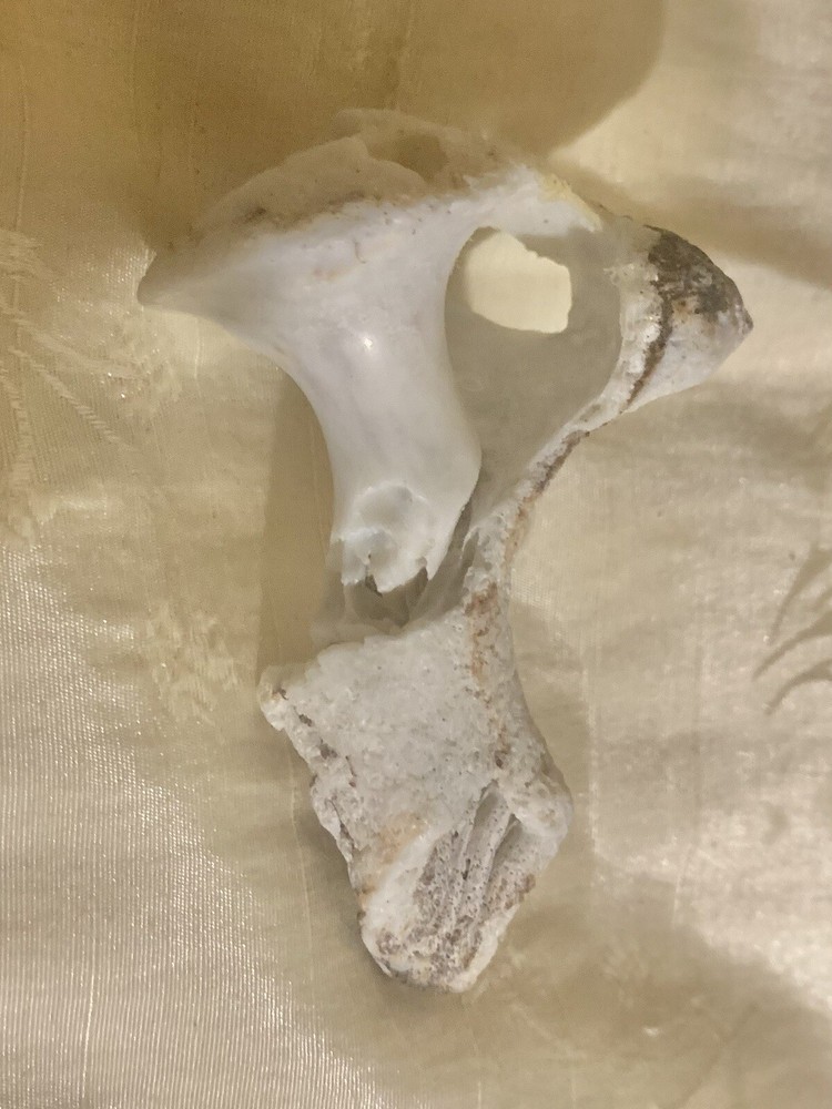 Mushroom Shaped Shell Fossil