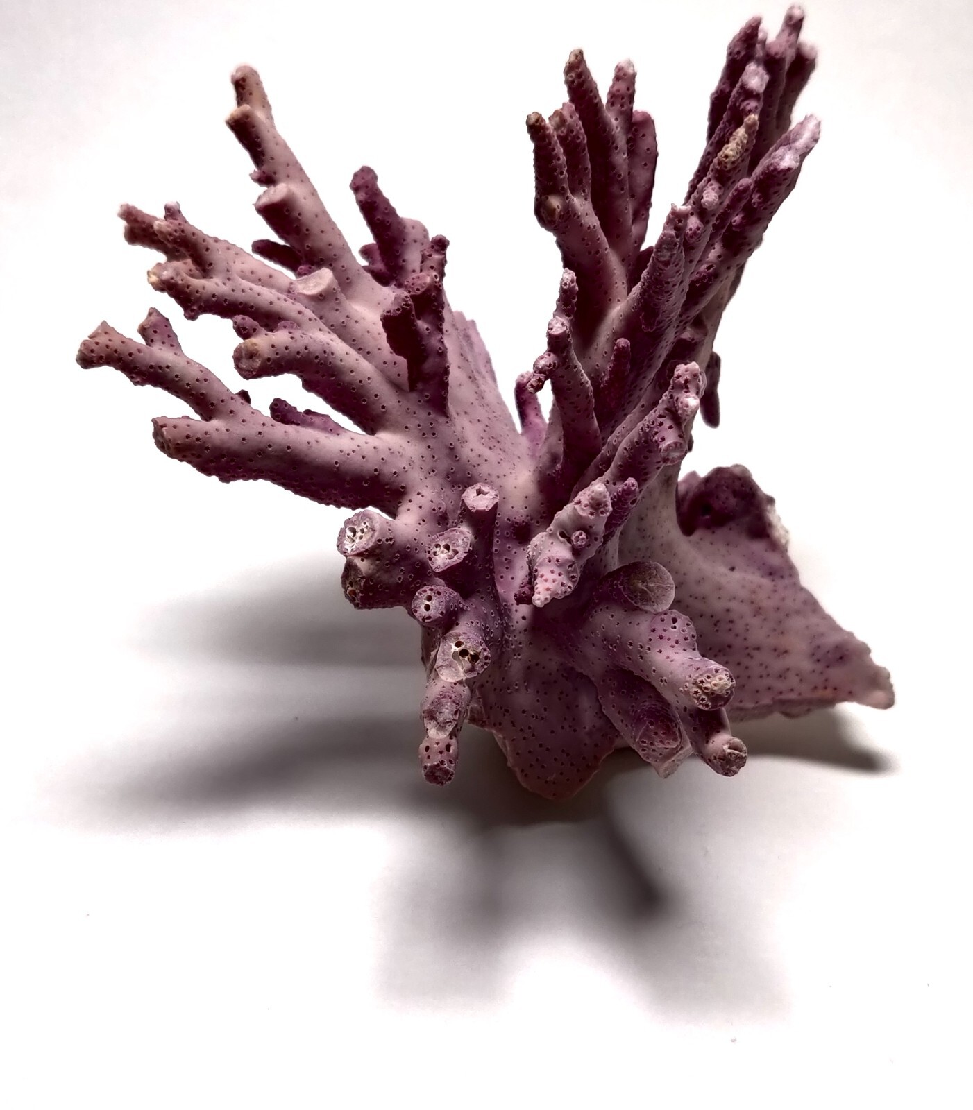 Rare Purple / Lavender Hydrocoral Coral from California Home Decoration