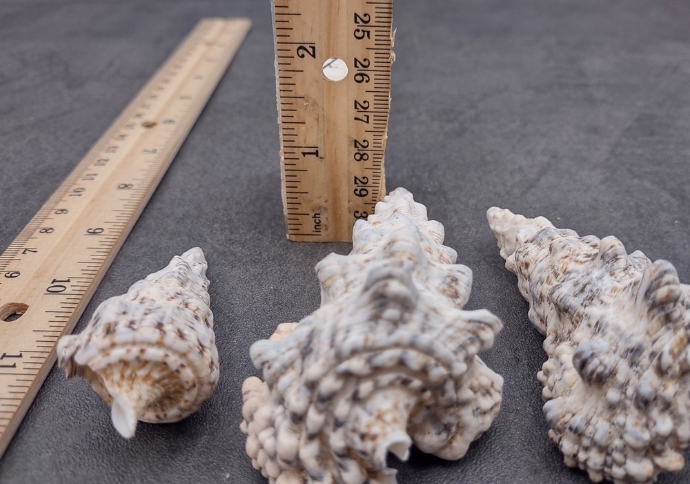 Knobby Cerithium Seashells White Black (3 shells approx. 2+ inches)