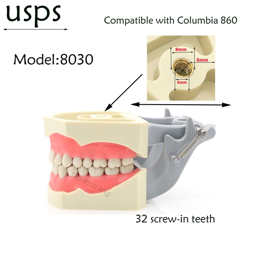 US Columbia Dentoform 860 Dental Study Model 32 Replace Teeth Mounting Pole