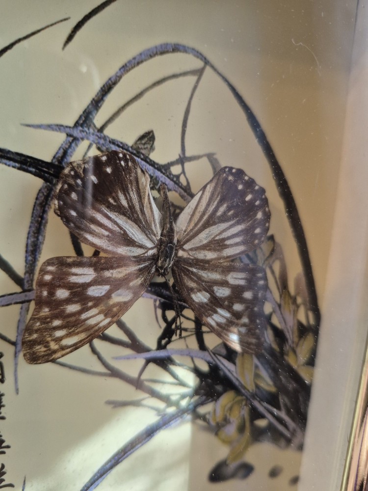 3 Real Framed Butterflies