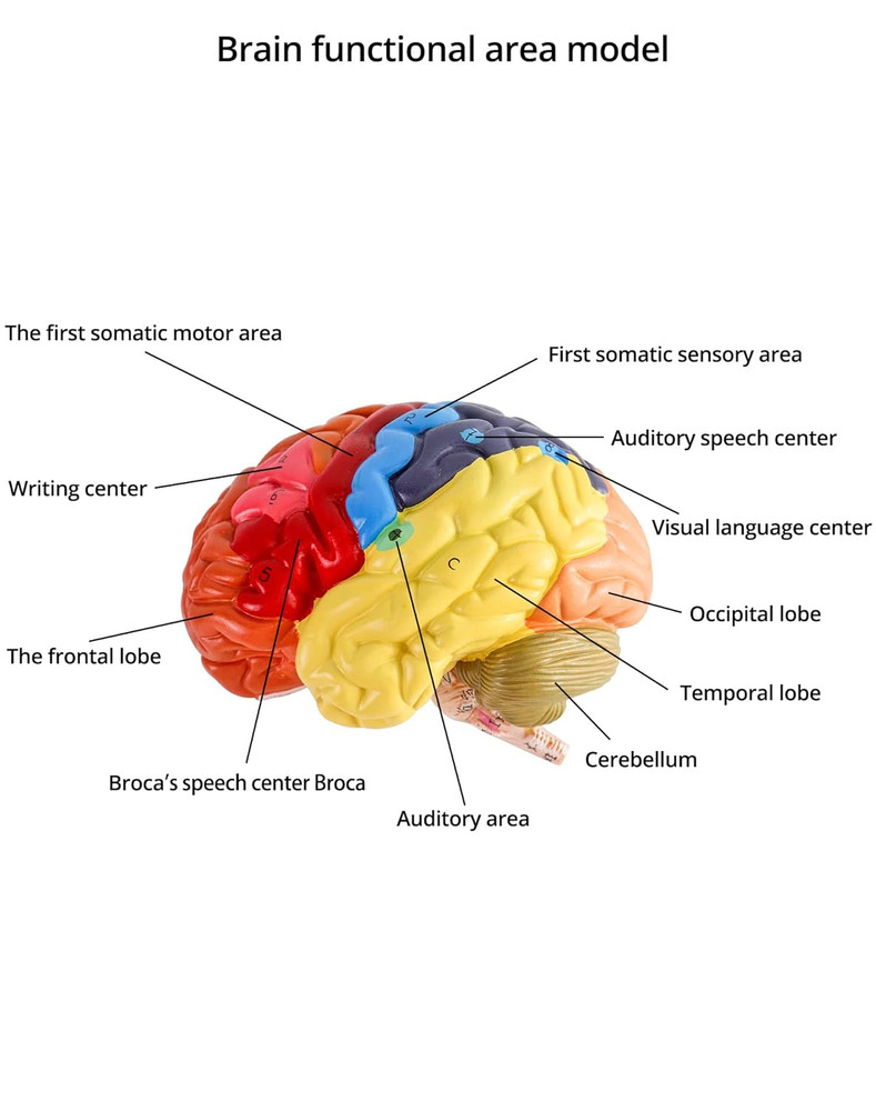 Life Size Human Brain Model 2 Part Color Coded Anatomy Study PVC with Base Class