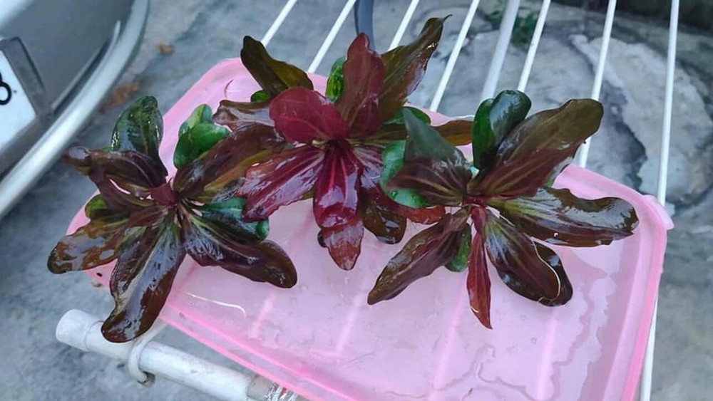 Amazon Sword Echinodorus (Red Pearl) Medium