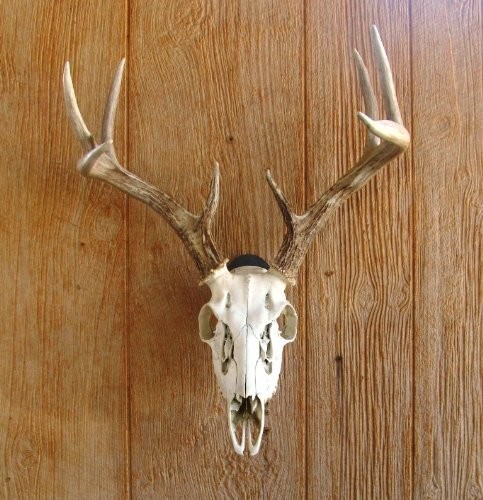 European Skull Mount Hanger