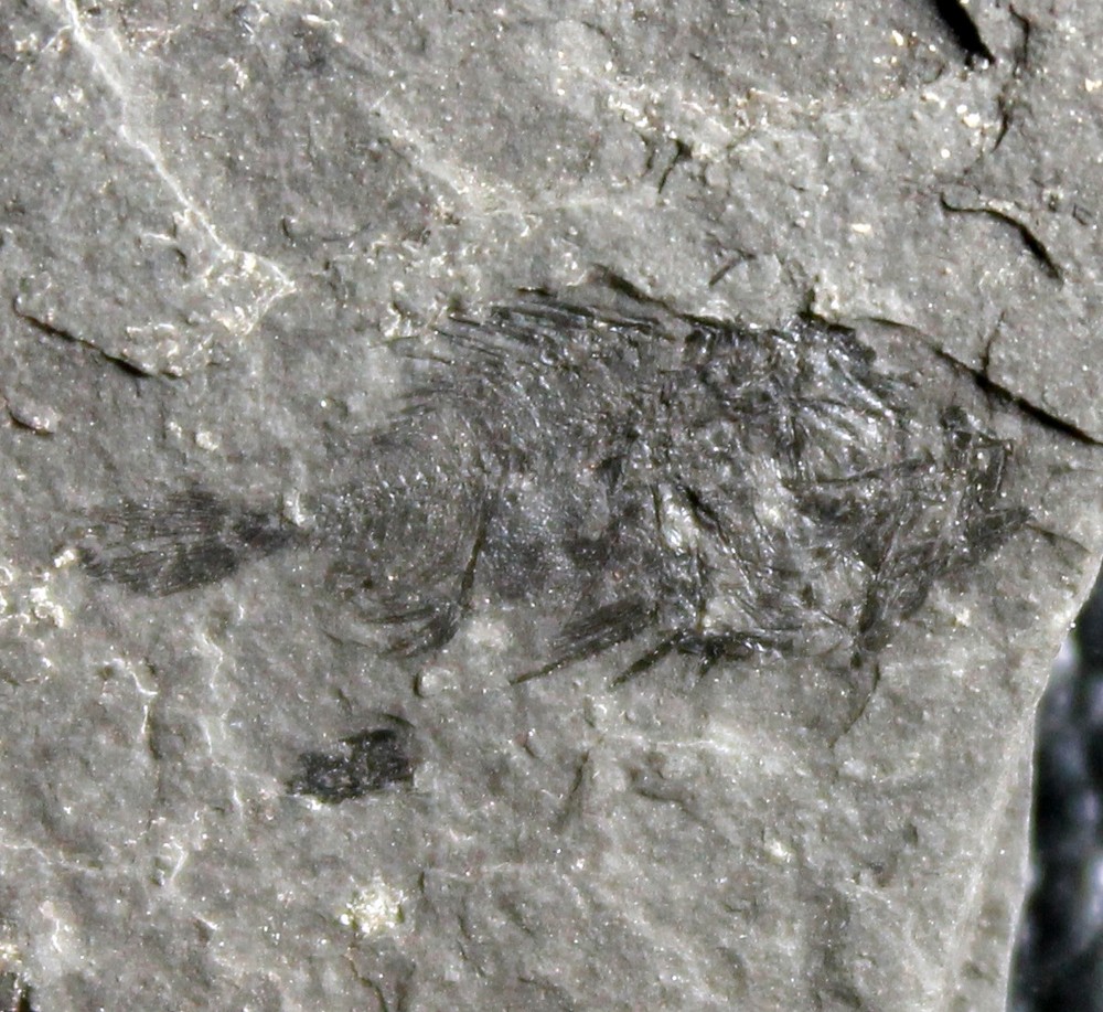 Caprosimilis carpathicus - Rare Oligocene fossil fish