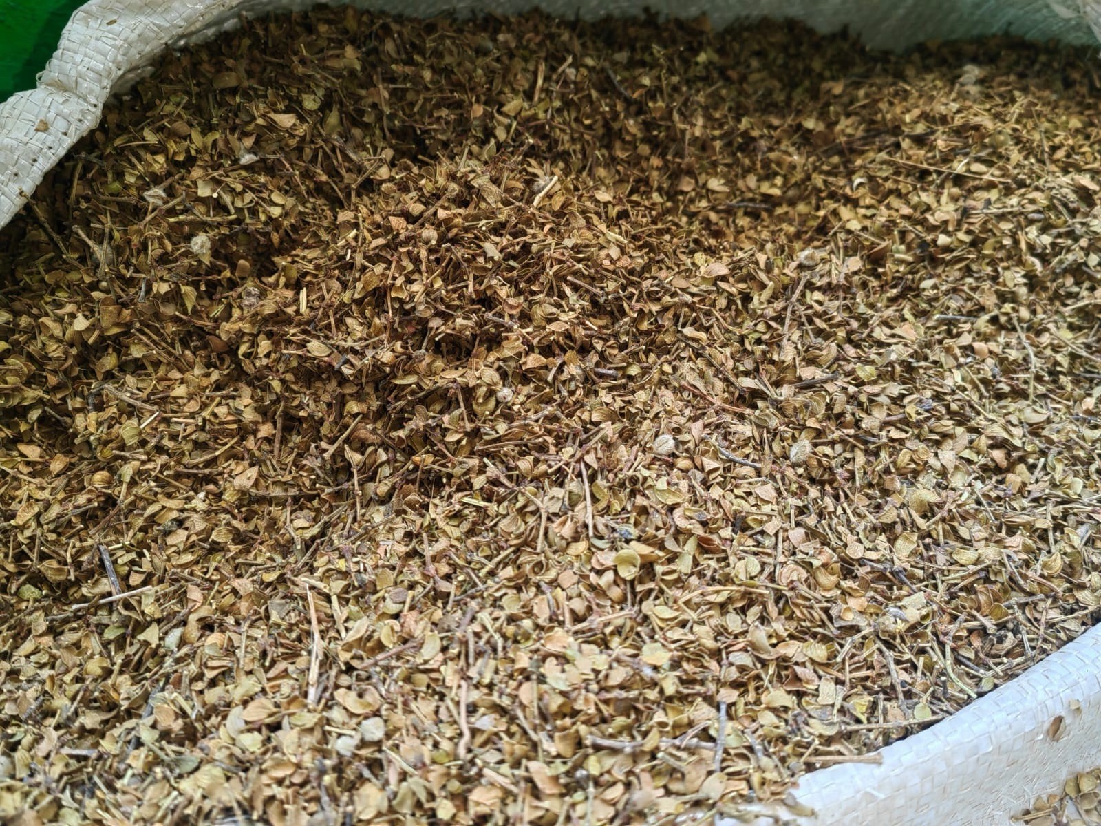 Axocopaque Ashocopaque