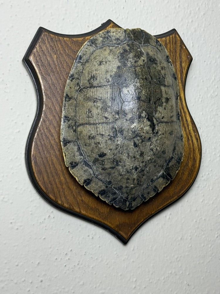 Turtle Shell in real wood plaque
