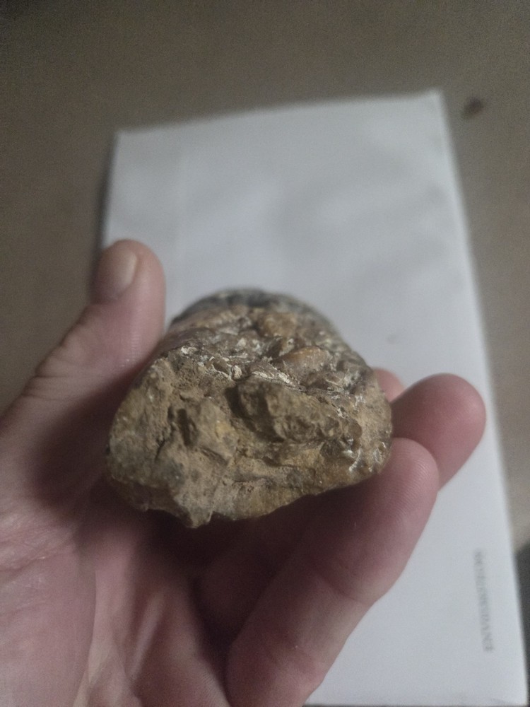 Large Baculite Fossil