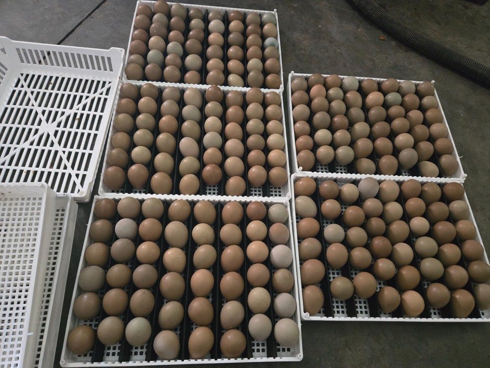 60 plus 12 Fertile pheasant hatching eggs