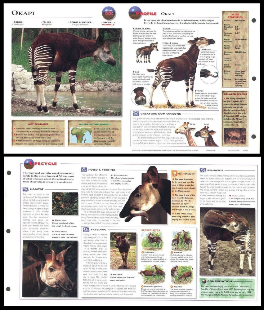 Fold-Out Sheet - Okapi - 133
