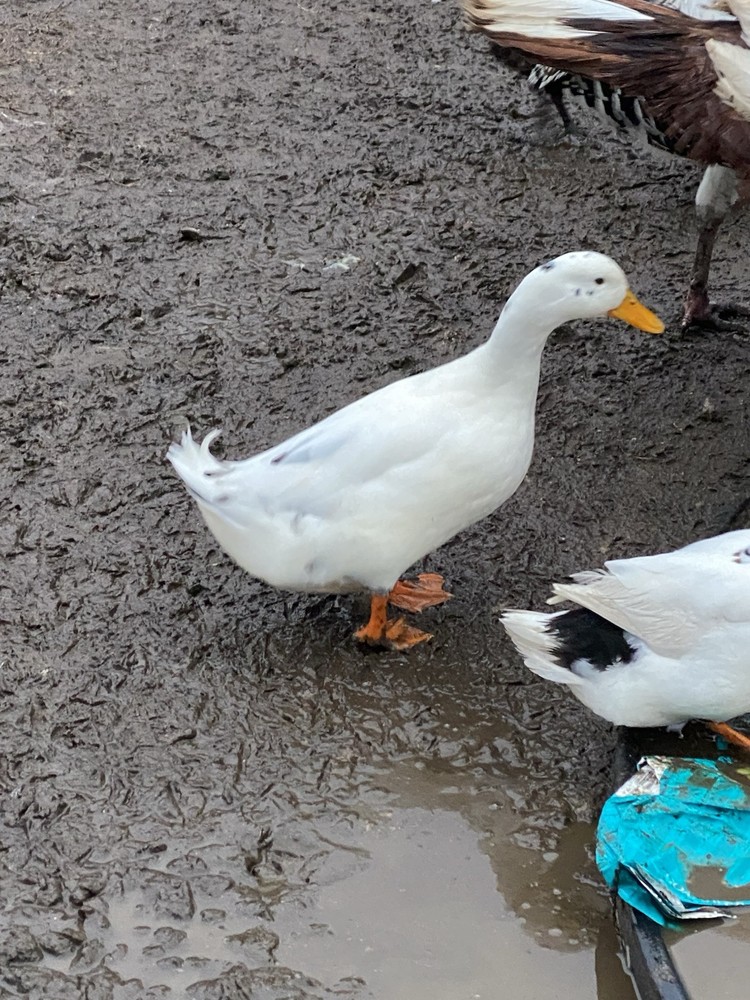 ancona duck eggs, Dozen