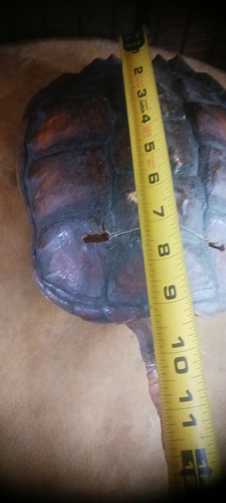 **AWESOME ANTIQUE NATIVE AMERICAN CEREMONY RATTLE OJIBWA SHAMAN NICE! *