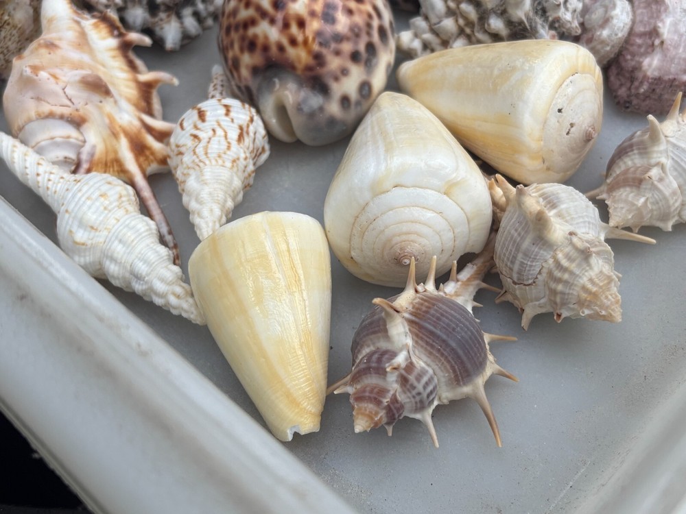 Large Seashells Assortment 10 Different Species Best Value