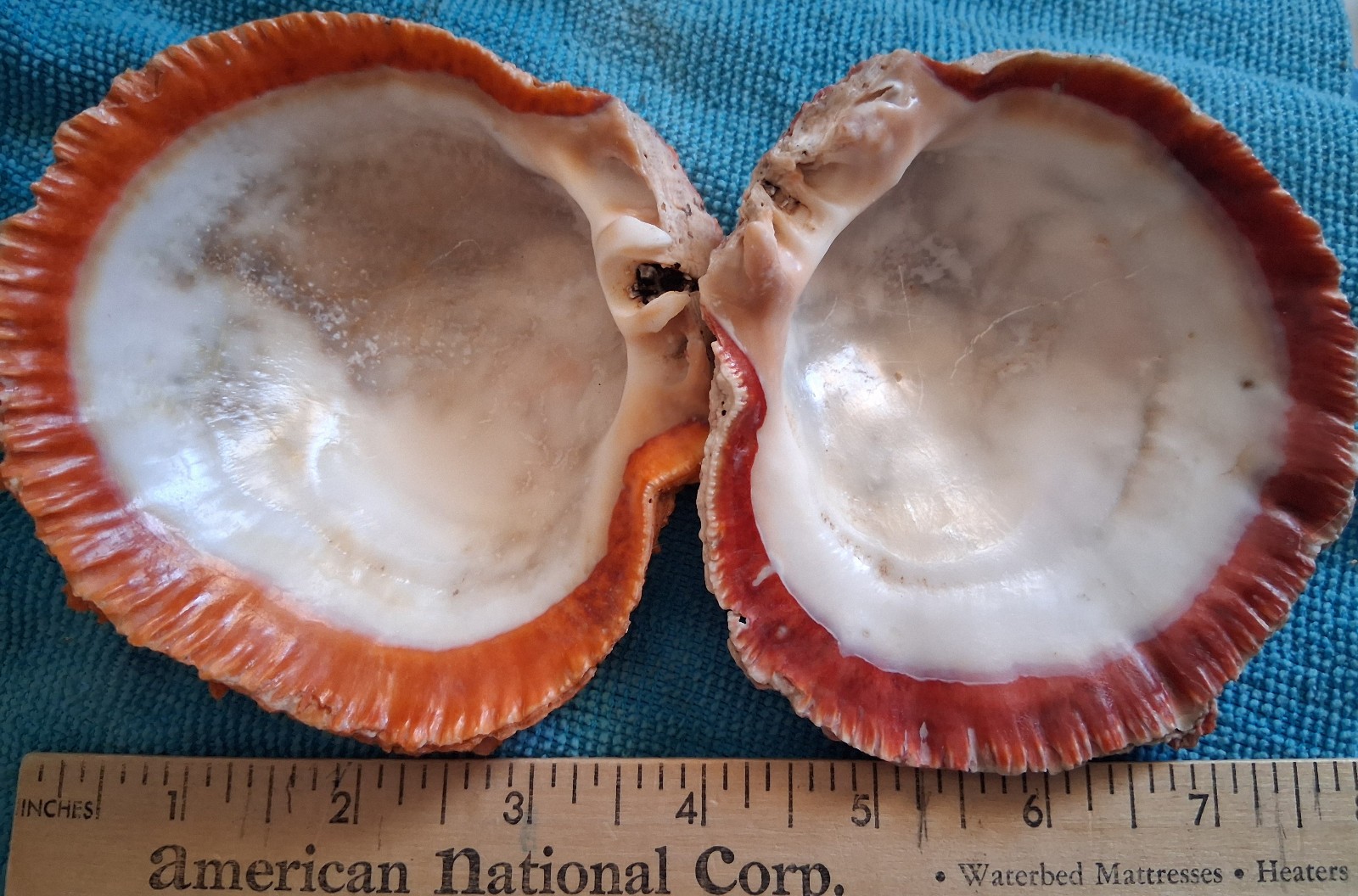 Spiny Oyster Two Half Shells 1 Incredible Orange 1 Amazing Red Approx 4 Inches