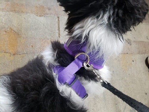 2-Pack Dog Pet Vest Harness Strap Adjustable Mesh Small Medium Large XL No Pull