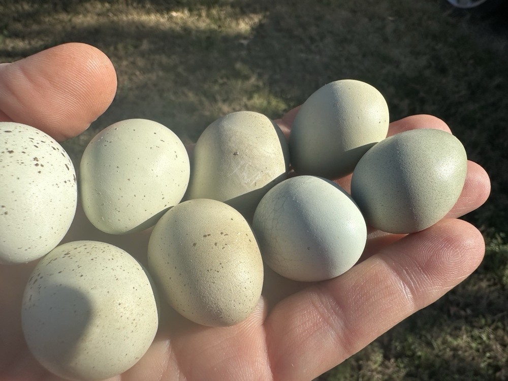 7+ Olive Celadon Coturnix Quail Hatching Eggs
