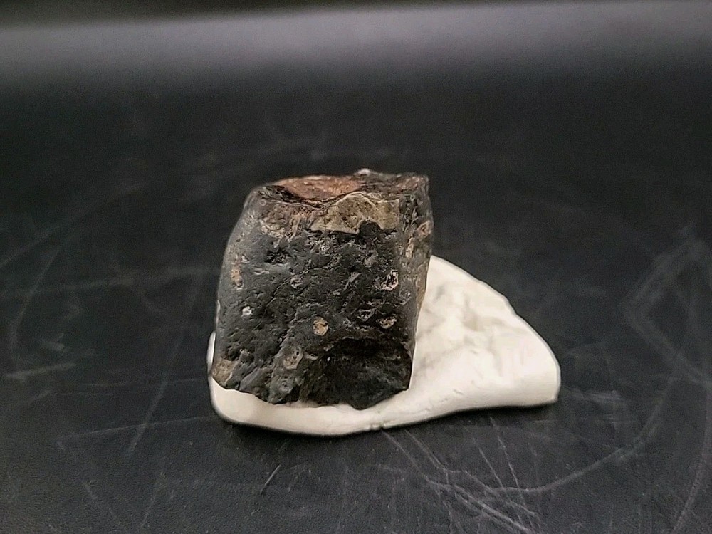 Fossil Dinosaur Tooth Unknown Species