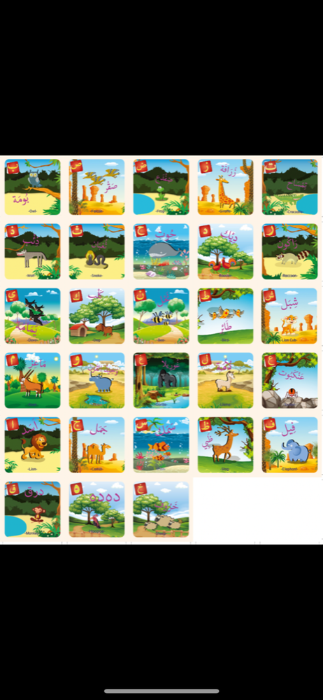 arabic flash card Small - Two Sets - Laminated Flash Cards