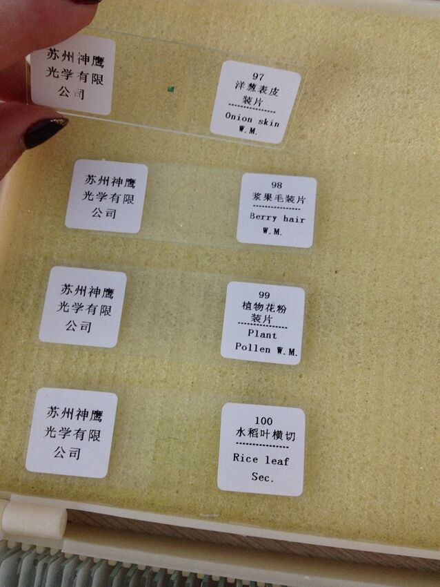 100pc Professional Glass Slice Prepared Microscope Slides Educational Specimen