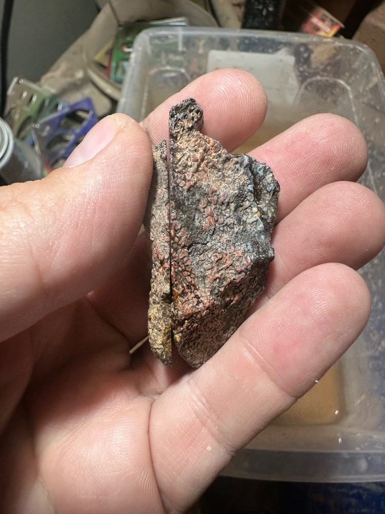 Dinosaur bone rough **hxtled split