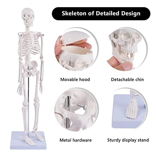 17" Mini Human Skeleton Model - Anatomical Study Tool with Movable Arms & Legs,