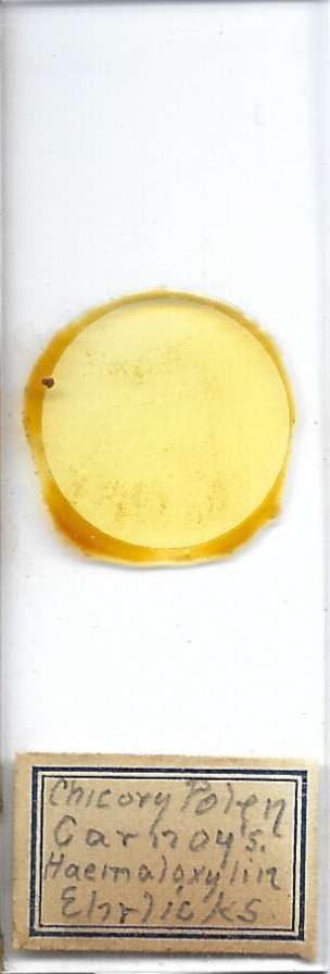 Chicory Pollen Microscope Slide