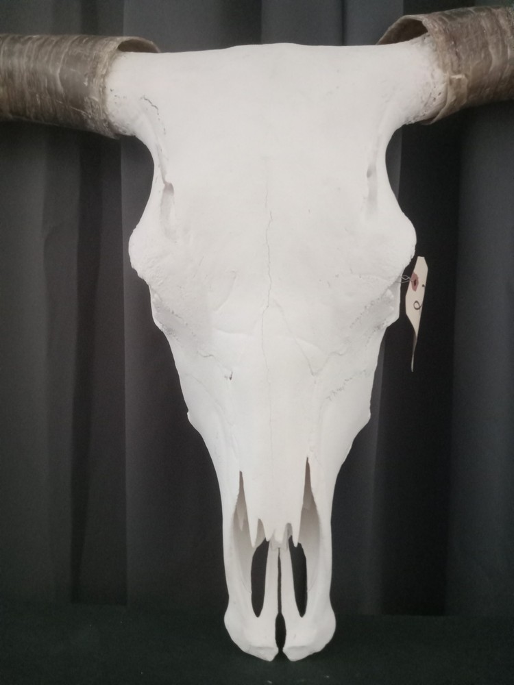 Authentic Longhorn Skull Scull 5foot9