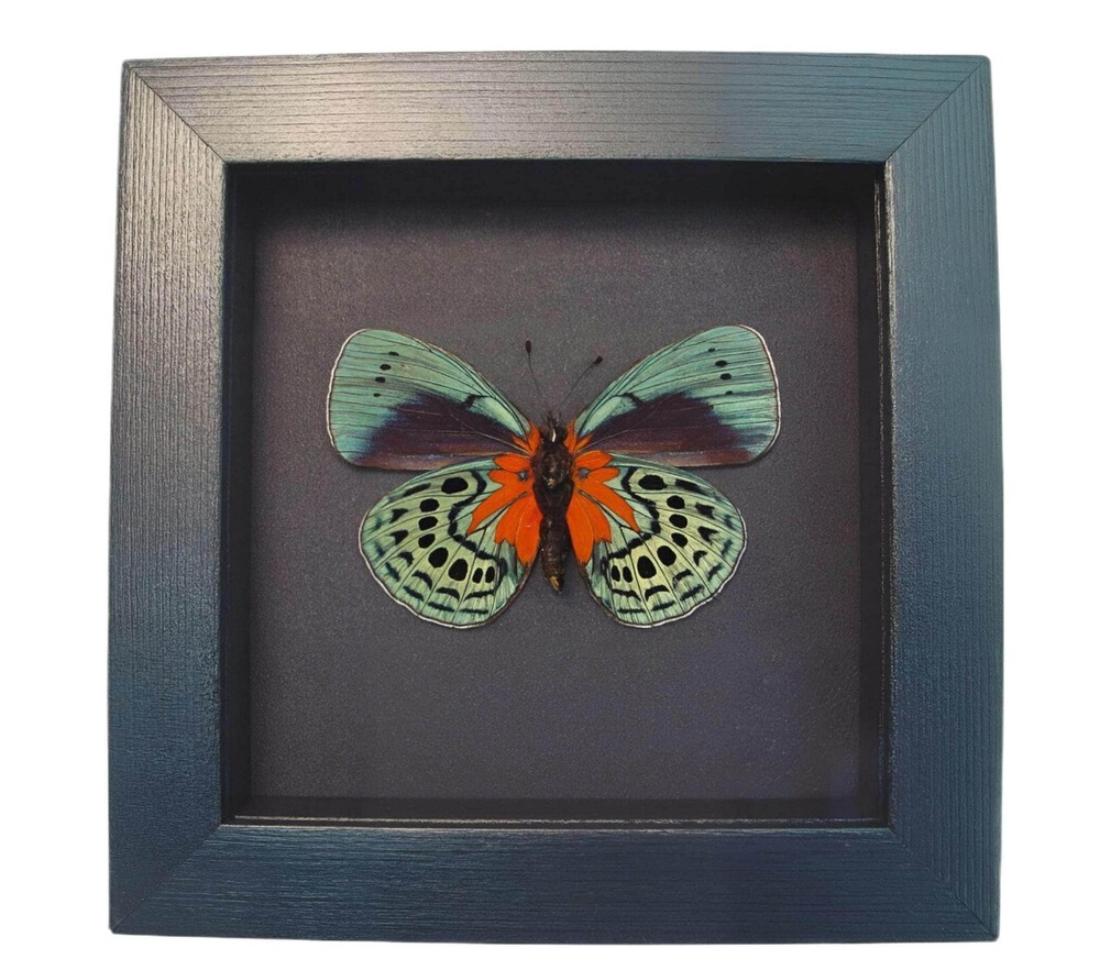 Callithea optima Verso Butterfly Blood Red Patch Moonlight Display Framed