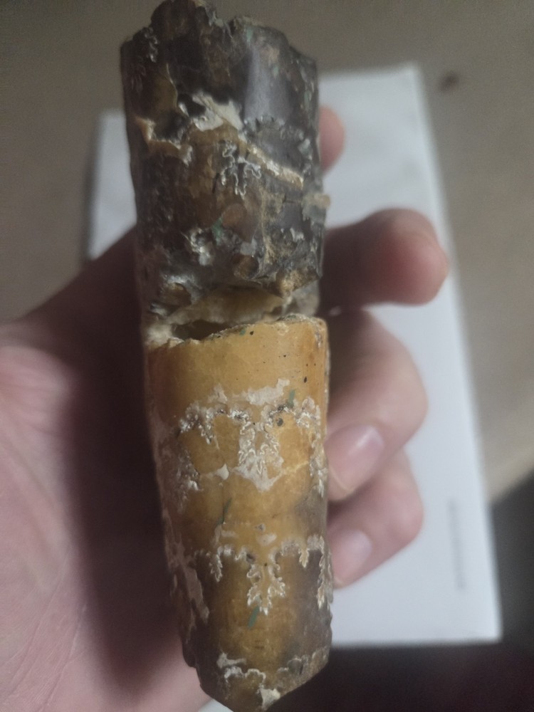 Large Baculite Fossil