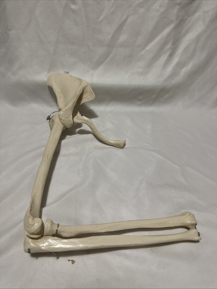 Upper limb bone scapula arm bone clavicle upper arm bone human skeleton model