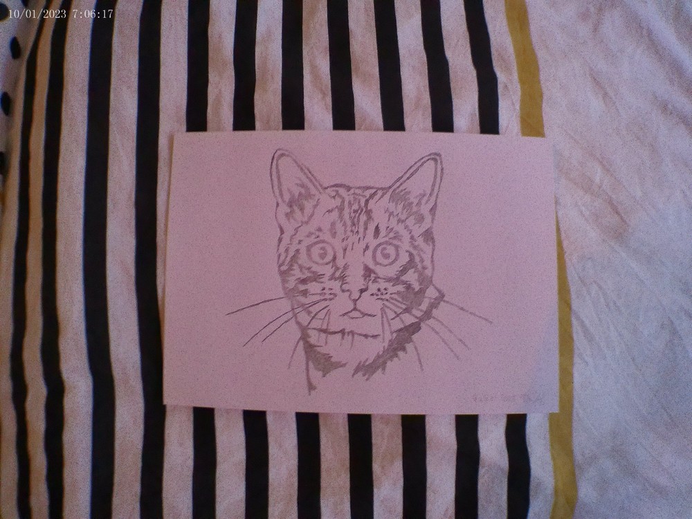 Cat pencil drawing, unique