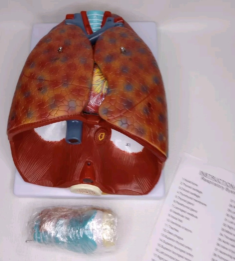 Veipho 7pc Larynx, Heart & Lung Anatomical Model Study/Teaching Model Open Box