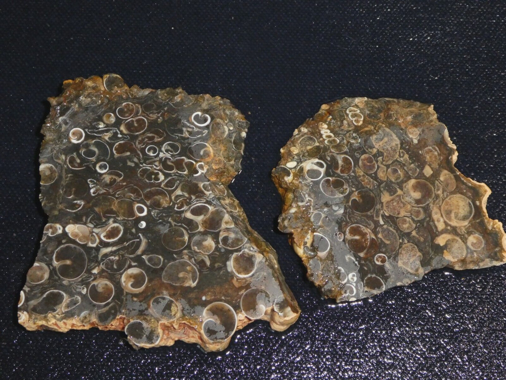 Turritella Agate 2 small pieces--rough-cabbing-display,science