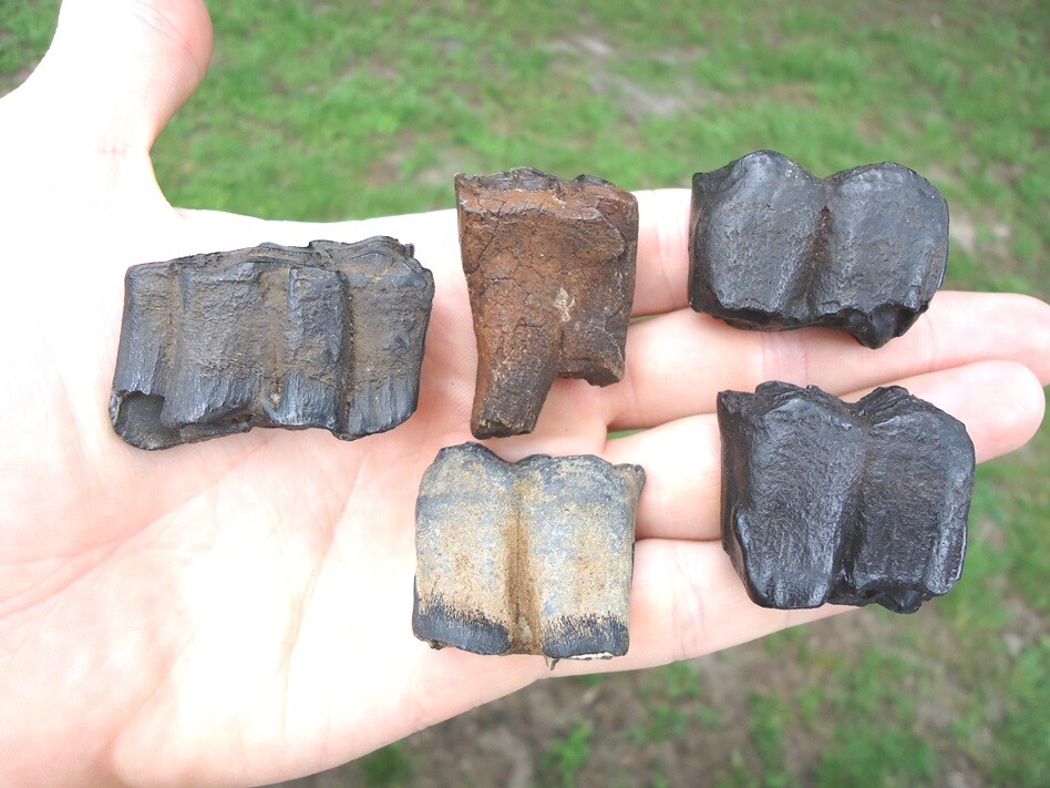 *BULK PRICE* HORSE TEETH FLORIDA FOSSILS FOSSIL TOOTH JAW BONES EQUUS ICE AGE FL