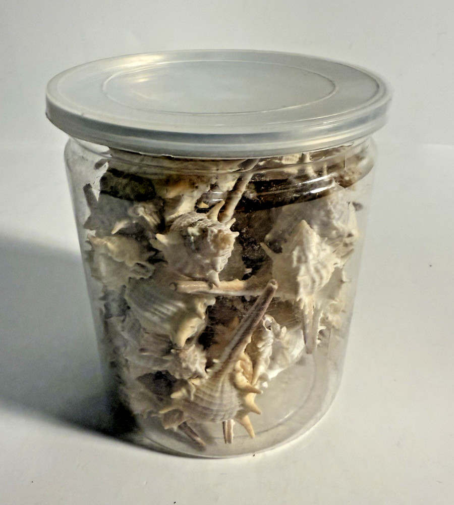 JAR ASSORTED SEA SHELLS