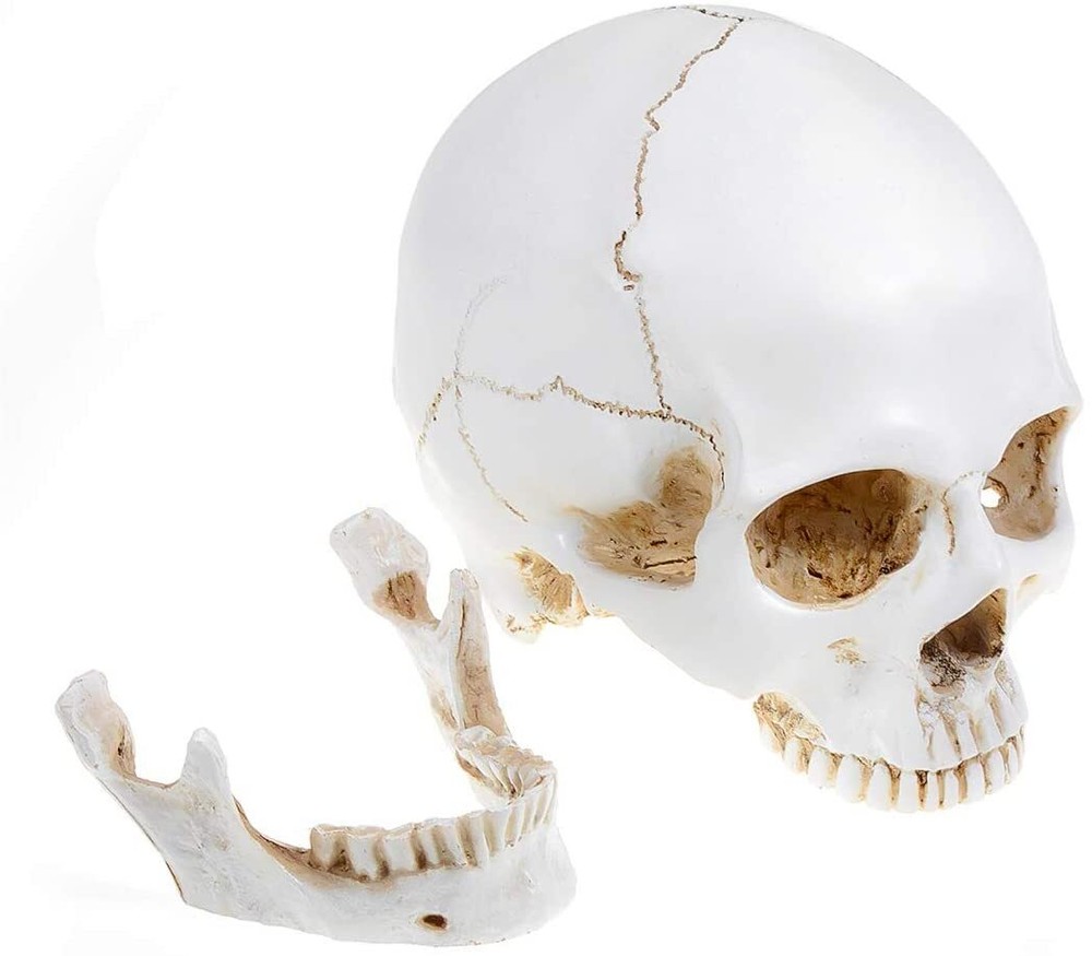 Large Size Retro Removable Human Skull Model Anatomical Teaching Skeleton Head